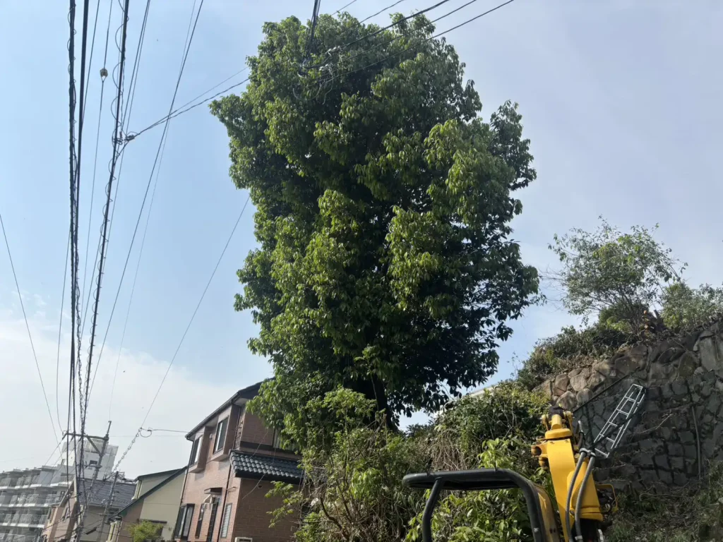 樹木の伐採工事事例です。施工前の状況